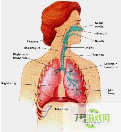 唱歌技巧与发声方法练习