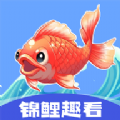 锦鲤趣看红包版软件app下载  v1.0.4