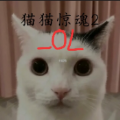 猫猫惊魂2OL游戏官方版下载  OLv1.0